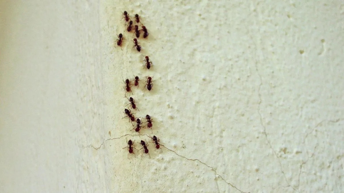 Das Geheimnis der Ameisen: Plage im Haus oder ein verborgenes Zeichen?